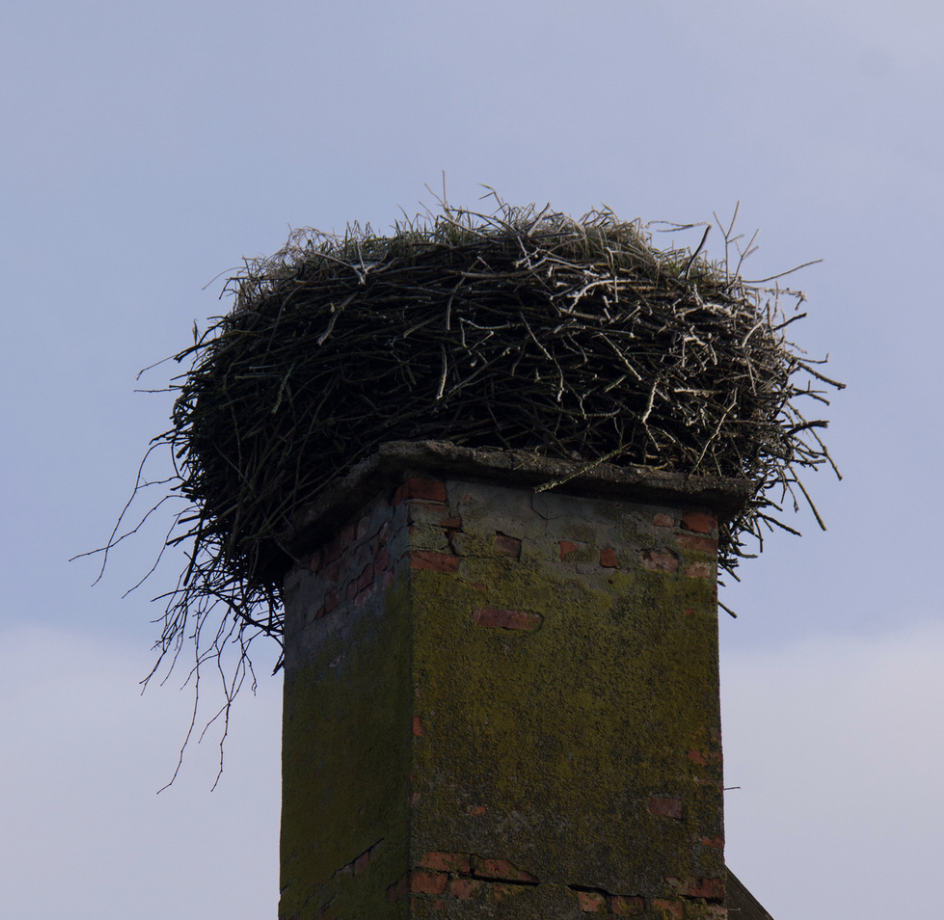 vogelnest verwijderen van schoorsteen